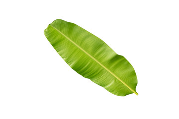 Banana green leaves in isolated white background,Clipping path