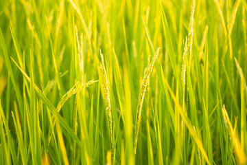 Fototapeta na wymiar Rice in field conversion test at North Thailand,rice yellow color,Close up grain,abstract nature