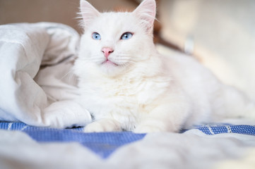 Close up portrait of a charming adorable funny home white fluffy cat with blue eyes and blurry background