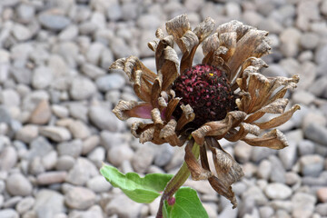 Brown Zinnia 04