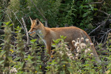 red fox
