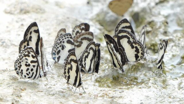 Straight Pierrot butterfly (Caleta roxus) eating mineral in tropical rain forest.