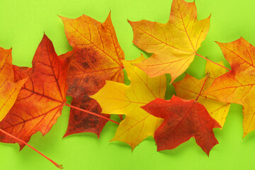 Naklejka na ściany i meble Red and yellow maple leaves on a bright green background. November.