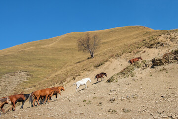 A team of horses hiking up the mountain