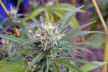 Heavy Cannabis Bud 01