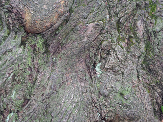 texture of the bark of the roots of an old tree
