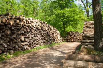 Wood logs stacked in the forest, Austria