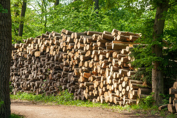 Wood logs stacked in the forest, Austria
