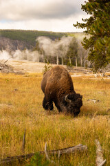 Bison im Yellowstone Nationalpark © moehligdesign