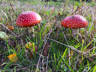 Fly agarics in the forest.