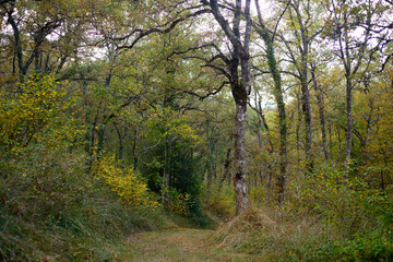 Fototapeta premium Forest in autumn on the route back to LLanada Alavesa (Basque Country), Spain on a holiday in the autumn season.
