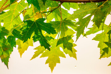 Tree Leaves (Dry Leaves, Green Leaves, Spilled Leaves)