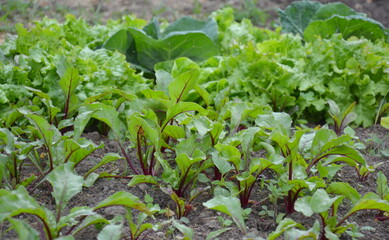 Mixed vegetable garden bed with beetroot, lettuce and cauliflower