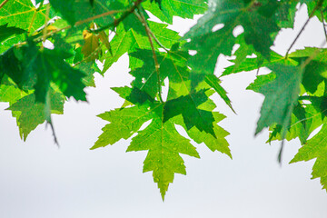 Fototapeta na wymiar Tree Leaves (Dry Leaves, Green Leaves, Spilled Leaves)