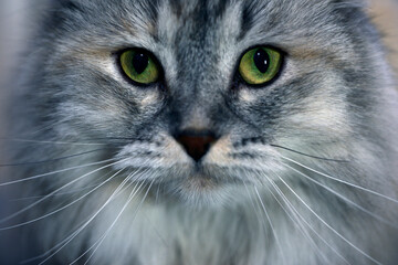 beautiful cat, nacka, sweden