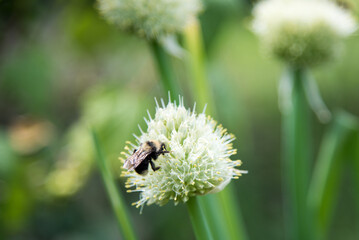 Working bee on a flower at summer