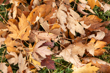 Tree Leaves (Dry Leaves, Green Leaves, Spilled Leaves)