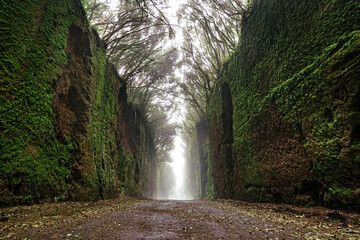 Mysterious tunnel of mossy rocks and trees in a forest. Old road to Mirador Pico del Ingles, Anaga, Tenerife.