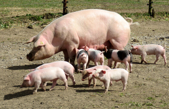 piglets in farm