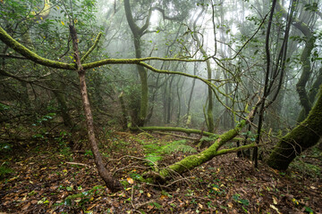 Mossy, humid forest enveloped in fog. Anaga Tenerife
