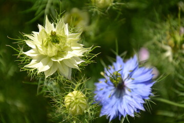 Nigella damascena in bloom