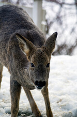 dear, nacka stockholm, sweden