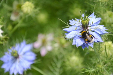 A bumble bee on nigella damascena flower.