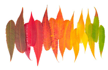 autumn leaves palette colorful fall leaf background