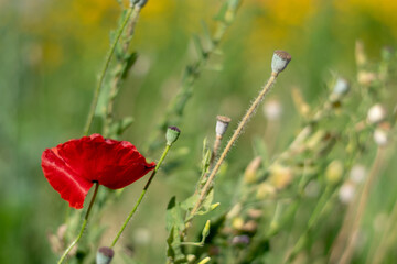 Obraz premium Bright red poppy flowers close-up 3
