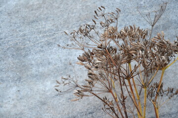 Dry fennel head on a marble background