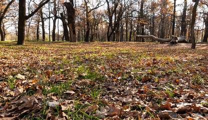 yellow foliage lies on the ground in the park