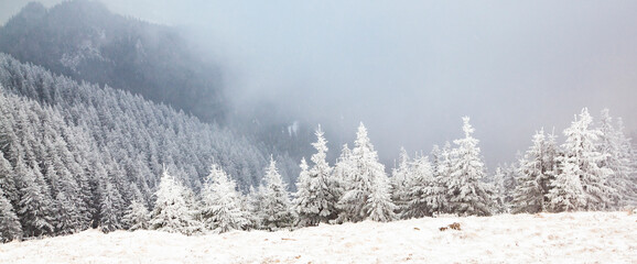 winter landscape with snowy fir trees in the mountains