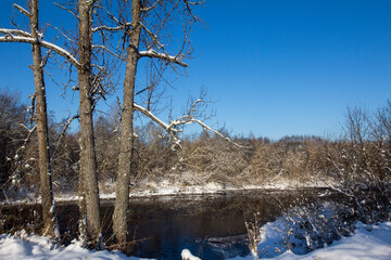 old trees on the river bank in winter