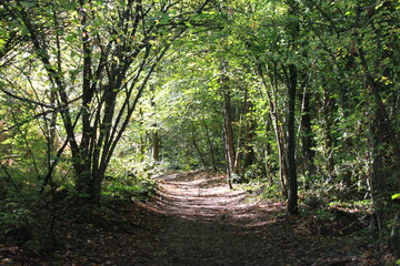 Fototapeta premium path in the forest