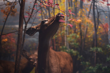 deer eating leaves of a tree