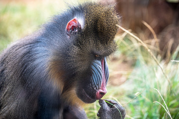 Mandrill monkey in the zoo. Mandrill face close up. 
