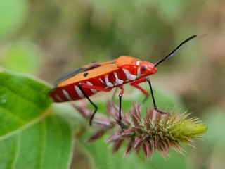 bug on green plant.