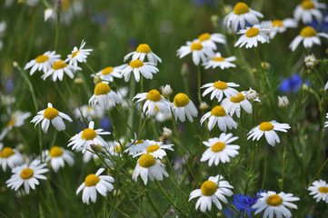 Fototapeta premium It grows in nature chamomile medicinal (Matricaria recutita)