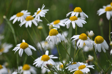 Fototapeta premium It grows in nature chamomile medicinal (Matricaria recutita)