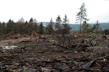 Fototapeta premium Abgeholzte Waldfläche mit herumliegenden Ästen, Baumrinden und Baumstämmen - Stockfoto