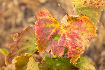 Maple Autumn Grape Vine Leaf on Branch