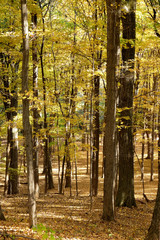 golden leaves on trees in a wood in the autumn