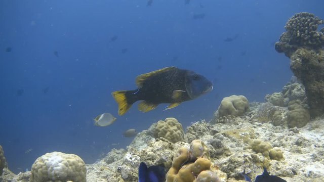 Orange-spotted emperor (Lethrinus erythracanthus) on the cleaning station, Maldives. 4K