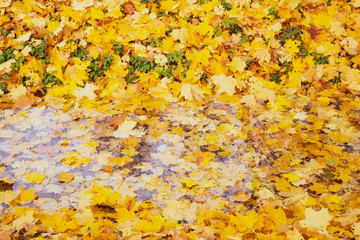 yellow autumn leaves in the park, water in the pond full of yellow leaves