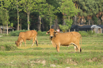 Cow