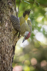 The European Green Woodpecker, Picus viridis is feeding its chicks before they will have the first flight out. Nesting cavity is in old dry tree, green background, pretty morning and soft golden light