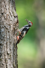 Dendrocopos medius, Middle spotted woodpecker, The bird is sitting next to the nesting cavity during the nesting season, some insects in the beak, Czech Republic