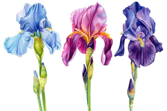 watercolor flowers, iris on a white background, beautiful plants, floral design, botanical illustration