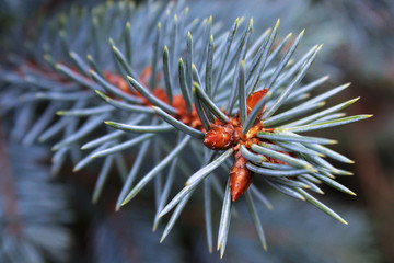 Amazing silver-blue color of the spines of the branch of blue spruce. Selective focus.