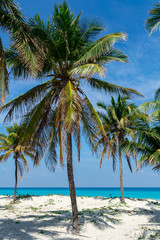 Fototapeta na wymiar Varadero Beach Palms